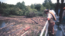 盗伐林木罪立案需要哪些证据