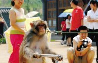 “嬉猴”被抓伤找错赔偿方 观赏动物谨防受伤