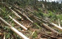 盗伐林木罪立案的法律规定